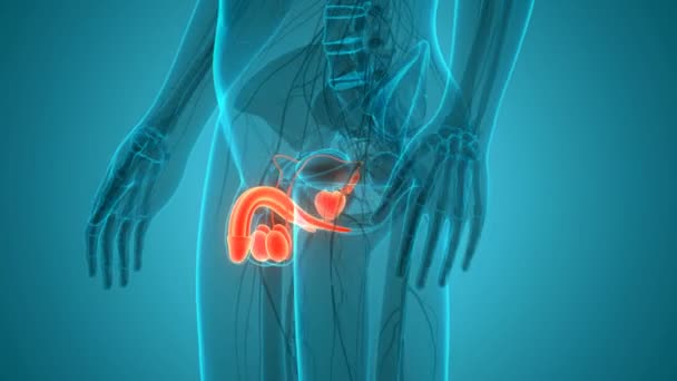 premature-ejaculation-treatment-in-noida